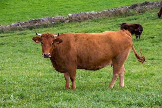 Brown Cow